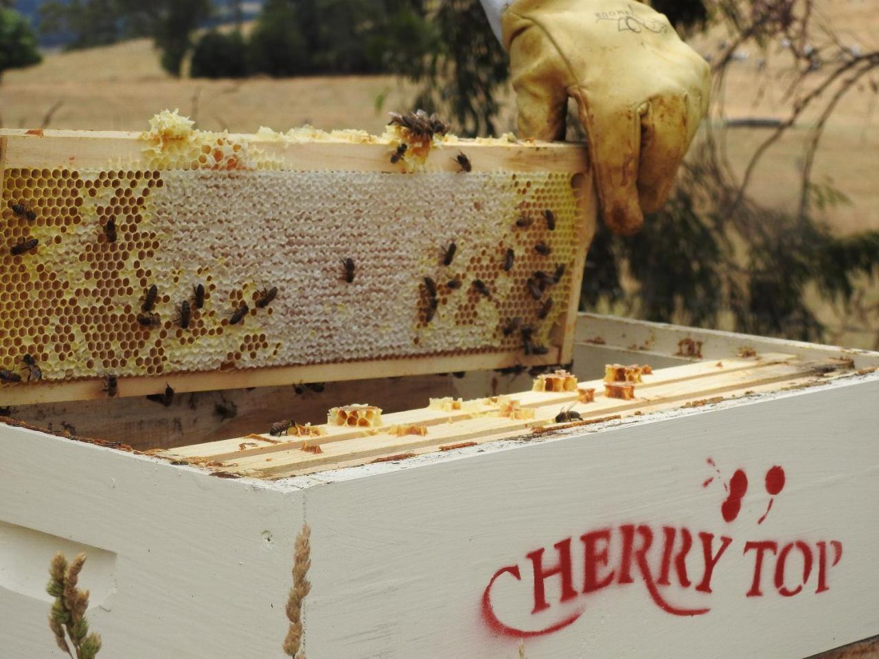 Cherry Top Farmstay - Boutique Eco Village Lilydale Zewnętrze zdjęcie